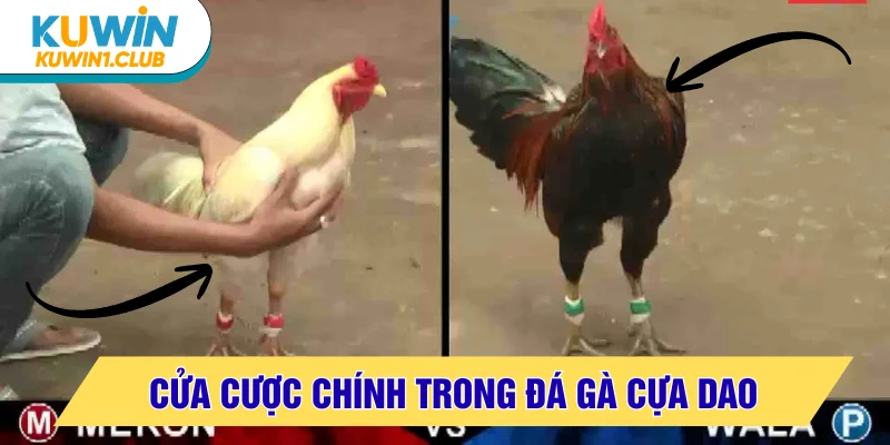 Cửa cược áp dụng trong đá gà cựa dao