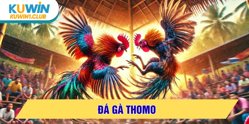 đá gà thomo